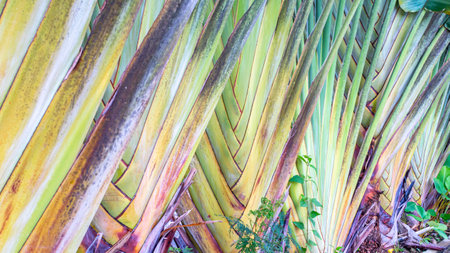 Leaf stalk or fronds of Madagascar watercolor palm. Traveller's palm plant.  Ravenala madagascariensis. Natural backgroundの写真素材