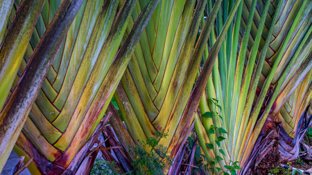 Leaf stalk or fronds of Madagascar watercolor palm. Traveller's palm plant.  Ravenala madagascariensis. Natural backgroundの写真素材