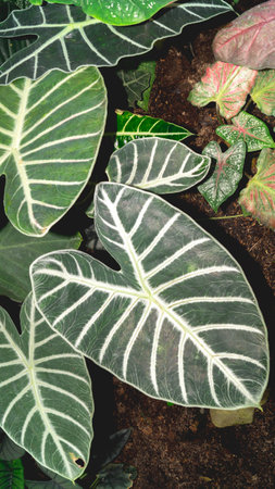 Closeup of Alocasia leaves in the gardenの写真素材