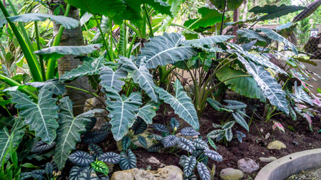 Various species of Alocasia in the gardenの写真素材
