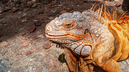 Detail closeup of Green Iguana headの写真素材