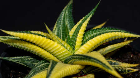 Closeup of variegated Haworthia limifolia. Beautiful desert plantの写真素材