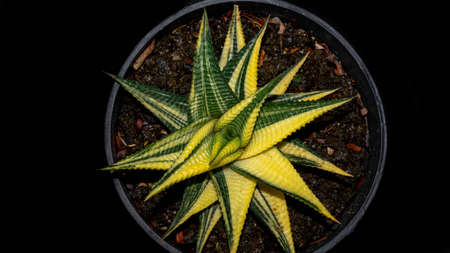 Closeup of variegated Haworthia limifolia. Beautiful desert plantの写真素材