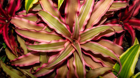 Beautiful Cryptanthus plants with with various color and pattern. attractive desert plantの写真素材