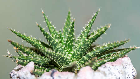 Detail of Haworthia leaved aloe. Beautiful desert plantの写真素材