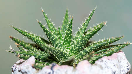 Detail of Haworthia leaved aloe. Beautiful desert plant