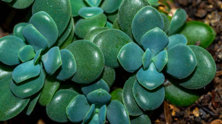 Isolated green blueish succulent plant on dark background. Beautiful desert plantの写真素材