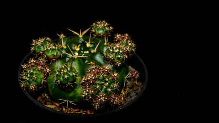 Isolated Gymnocalycium damsii with pups on dark background. Beautiful desert plantの写真素材