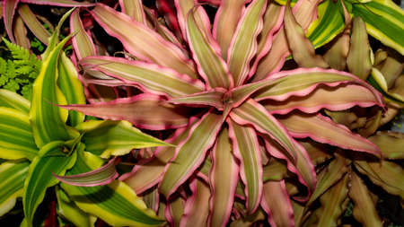 Beautiful Cryptanthus plants with with various color and pattern. attractive desert plantの写真素材