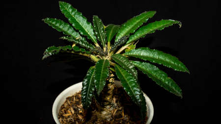 Isolated Dorstenia crispa on dark background. Beautiful desert plantの写真素材