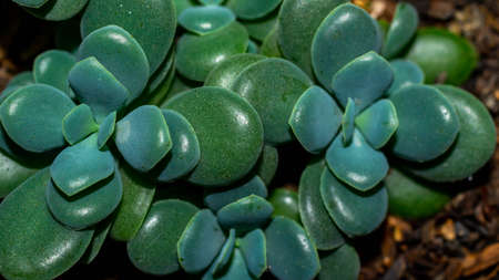 Isolated green blueish succulent plant on dark background. Beautiful desert plantの写真素材