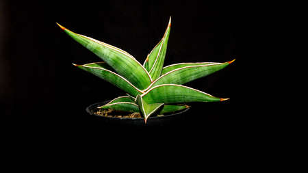 Beautiful green Sansevieria plant with dark background. Attractive desert plantの写真素材