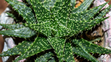 Detail of Haworthia leaved aloe. Beautiful desert plantの写真素材