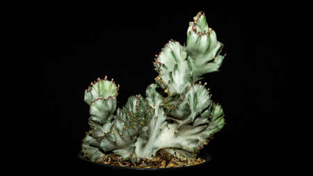 Isolated Euphorbia lactea cristata plant  on dark background. Beautiful desert plantの写真素材