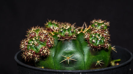 Isolated Gymnocalycium damsii with pups on dark background. Beautiful desert plantの写真素材