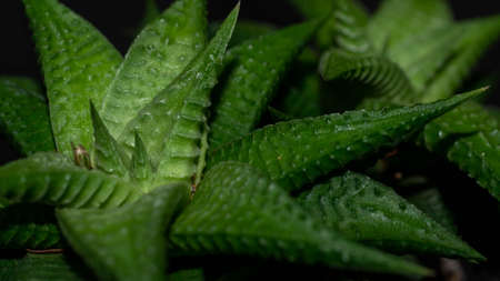 Closeup of Haworthia limifolia. Beautiful desert plantの写真素材