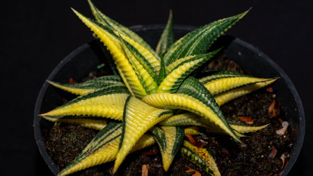 Closeup of variegated Haworthia limifolia. Beautiful desert plantの写真素材