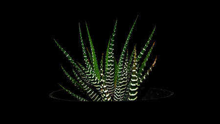 Isolated Hawortia zebra plant  on dark background. Beautiful desert plantの写真素材