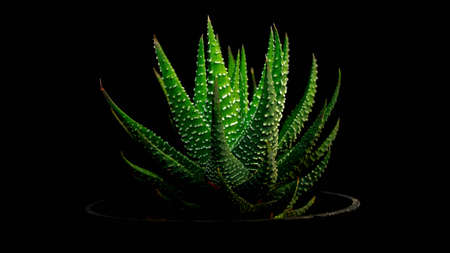 Rosette green Haworthia plant with beautiful pattern. Attractive desert plantの写真素材
