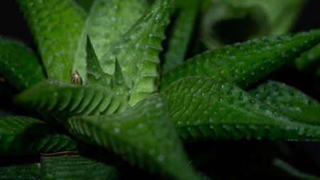 Closeup of variegated Haworthia limifolia. Beautiful desert plantの写真素材