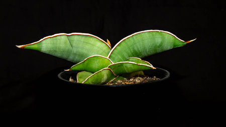 Beautiful green Sansevieria plant with dark background. Attractive desert plantの写真素材