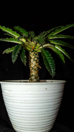 Isolated Dorstenia crispa on dark background. Beautiful desert plantの写真素材