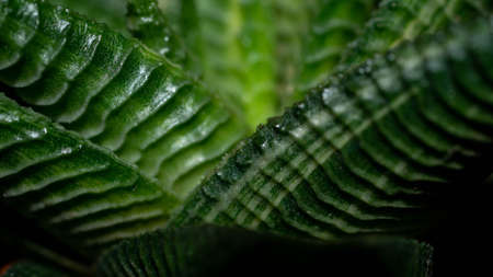 Closeup of variegated Haworthia limifolia. Beautiful desert plantの写真素材
