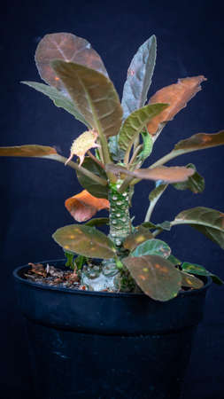 Isolated Dorstenia foetida on dark background. Beautiful desert plantの写真素材