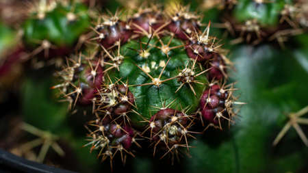 Isolated Gymnocalycium damsii with pups on dark background. Beautiful desert plantの写真素材
