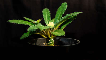 Isolated Dorstenia crispa on dark background. Beautiful desert plantの写真素材