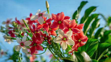 Beautiful flower of Burma Creeper, Chinese honeysuckleの写真素材