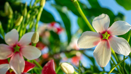 Beautiful flower of Burma Creeper, Chinese honeysuckleの写真素材