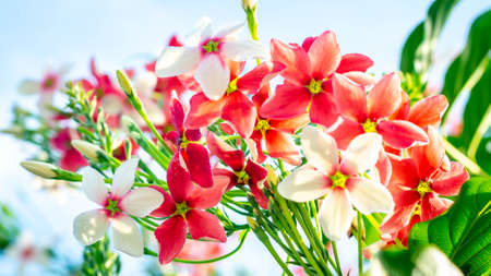 Beautiful flower of Burma Creeper, Chinese honeysuckleの写真素材