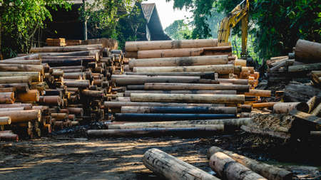 Log of timbers being processed as the raw material for plywood manufacture industryのeditorial素材