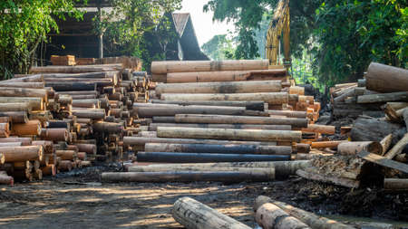 log of timber being processed as the raw material for plywood manufacture industryの写真素材