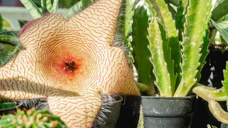 Beautiful flower of Stapelia gigantea. Star-shaped cactus flower with strong odor that attract flies that help pollinationの写真素材
