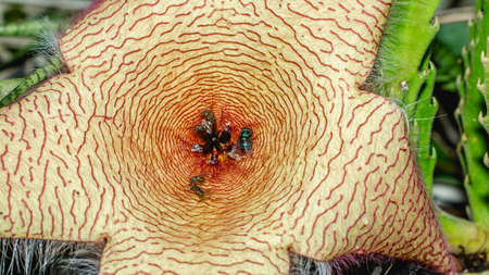 Beautiful flower of Stapelia gigantea. Star-shaped cactus flower with strong odor that attract flies that help pollinationの写真素材