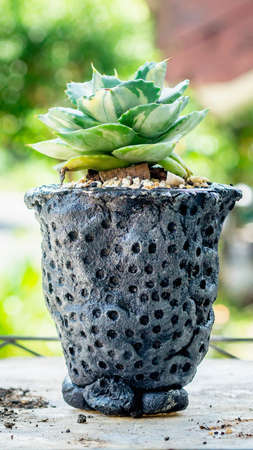 Beautiful agave isthmensis ohi raijin on handmade concrete artisan potの写真素材