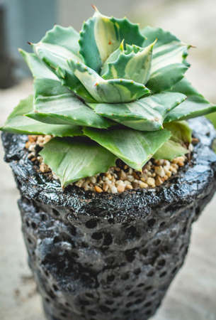Beautiful agave isthmensis ohi raijin on handmade concrete artisan potの写真素材