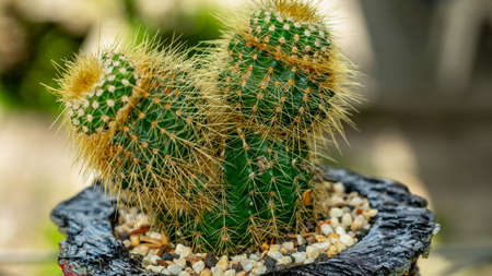 Closeup of Notocactus leninghausii on handmade concrete artisan potの写真素材