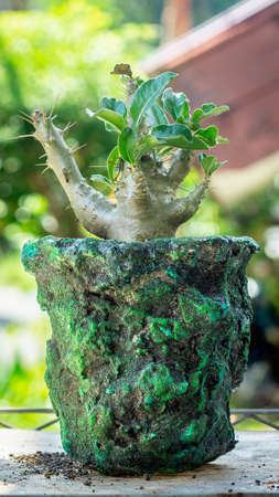Pachypodium saundersii on handmade concrete artisan potの写真素材