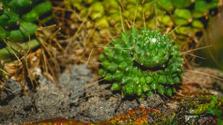 Mammilaria cactus on handmade concrete artisan potの写真素材