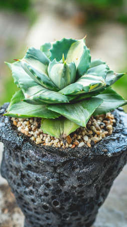 Beautiful agave isthmensis ohi raijin on handmade concrete artisan potの写真素材