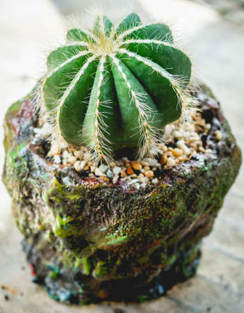 Closeup of Notocactus magnificus on handmade concrete artisan poの写真素材