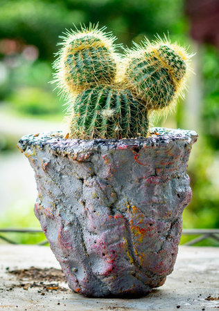 Closeup of Notocactus leninghausii on handmade concrete artisan potの写真素材