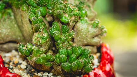 Mammilaria cristata on handmade concrete artisan potの写真素材