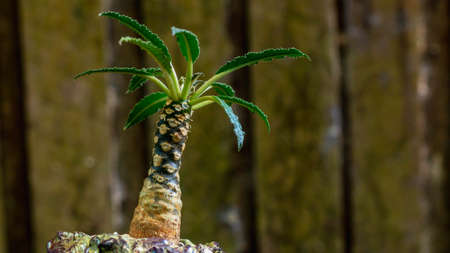 Doerstenia crispa, succulent plant which is native to Eastern Africa and Arabia on beautiful artisan pot.の写真素材
