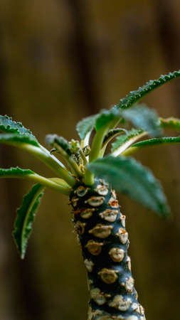 Doerstenia crispa, succulent plant which is native to Eastern Africa and Arabia on beautiful artisan pot.の写真素材