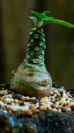 Doerstenia Foetida, succulent plant which is native to Eastern Africa and Arabia on beautiful artisan pot.の写真素材