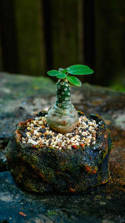Doerstenia Foetida, succulent plant which is native to Eastern Africa and Arabia on beautiful artisan pot.の写真素材